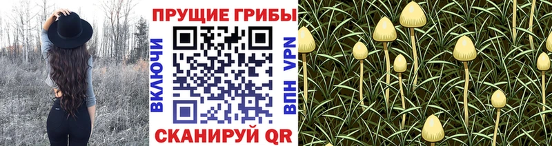 KRAKEN ONION  Сясьстрой  Галлюциногенные грибы Psilocybine cubensis 